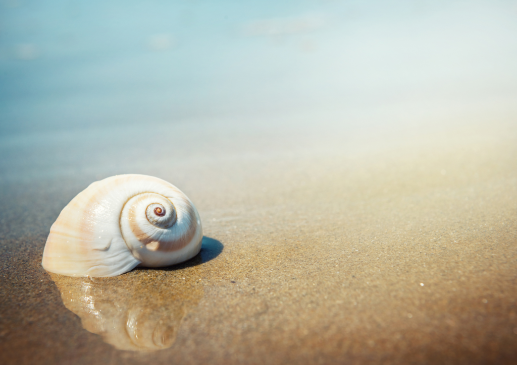 eine einsame Schneckenmuschel am strand vor einer ruhigen see